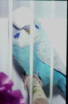 135-8.jpg (26020 bytes)