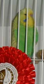 Clearwing YB2002.jpg (7524 bytes)