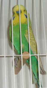 YWccocktoe.jpg (8329 bytes)